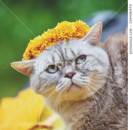 Portrait of a cat outdoors in autumn. Cat crowned flower chaplet and lying on yellow fallen leaves 104496474