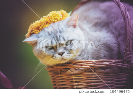 A cat crowned with a floral wreath lies in a basket in the summer garden 104496475