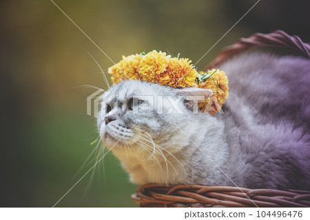 A cat crowned with a floral wreath lies in a basket in the summer garden A cat crowned with a floral wreath lies in a basket in the summer garden 104496476