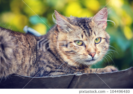 The Siberian cat lies on the metal roof of the booth in the yard The Siberian cat lies on the metal roof of the booth in the yard 104496480