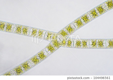 Photomicrograph of Aomidoro 104496561