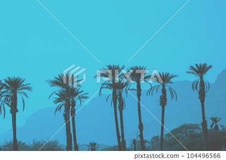 A row of tropic palm trees against mountains. Silhouette of tall palm trees. Tropic evening landscape. Blue colored. Beautiful tropic nature 104496566