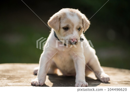 Adorable little puppy creamy dog on table with sunset light Adorable little puppy creamy dog on table with sunset light 104496620