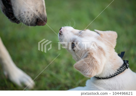 Creamy cute little puppy with its mom dog at grass field Creamy cute little puppy with its mom dog at grass field 104496621
