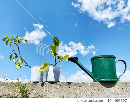 茄子和櫻桃番茄幼苗罐、噴壺和藍天 茄子和櫻桃番茄幼苗罐、噴壺和藍天 104496807