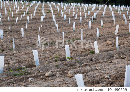 Protective tube on young grapes. 104496839
