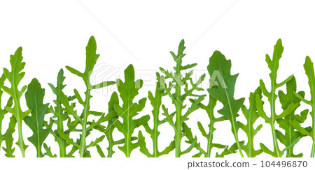 Arugula or rocket green vegetable leaves seamless horizontal border isolated on white. Eruca vesicaria. 104496870