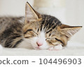 Kitten sleeping face 104496903