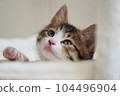 Two month old kitten 104496904