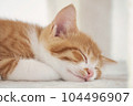 Kitten sleeping face 104496907