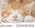 Kitten sleeping face 104496908