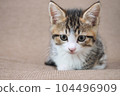 Kitten sitting on the couch 104496909