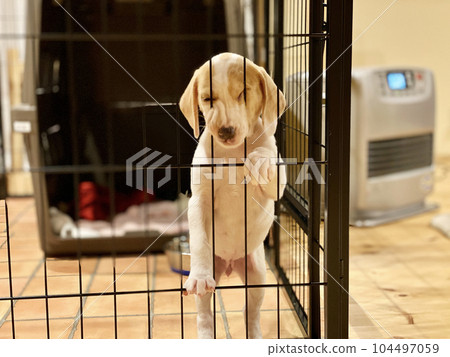 小狗的臉卡在籠子的柵欄裡 104497059