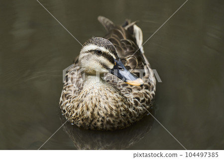 Spot-billed ducks swimming in the park pond 104497385