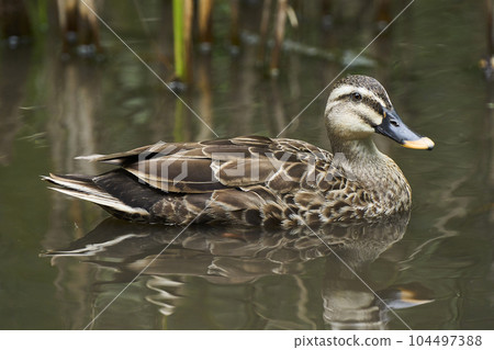 Spot-billed ducks swimming in the park pond 104497388