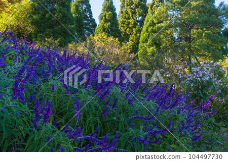 Scenery of Garden Museum Hiei 104497730