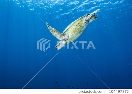 sea turtle diving underwater sea turtle diving underwater 104497872
