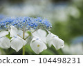 藍色繡球花 104498231