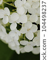 白色繡球花 104498237