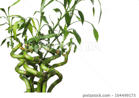 PNG, Concept of plant - bamboo, isolated on white background 104499173