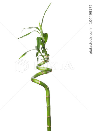 PNG, Concept of plant - bamboo, isolated on white background 104499175