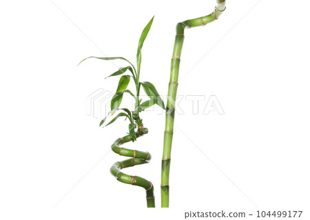 PNG, Concept of plant - bamboo, isolated on white background 104499177