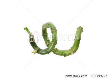 PNG, Concept of plant - bamboo, isolated on white background 104499224