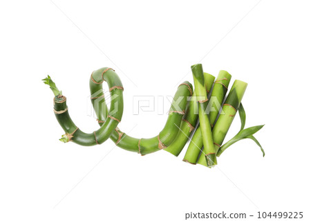 PNG, Concept of plant - bamboo, isolated on white background PNG, Concept of plant - bamboo, isolated on white background 104499225