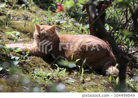 Kuji Amber Museum A cat basking in the sun (Iwate Prefecture) Kuji Amber Museum A cat basking in the sun (Iwate Prefecture) 104499849