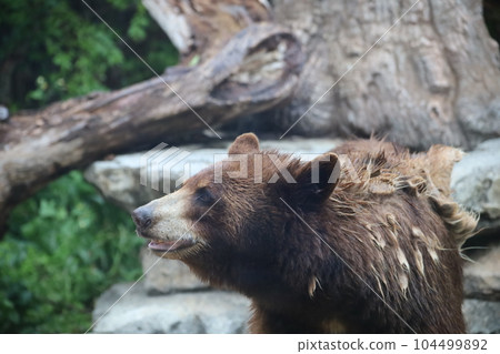 American black bear American black bear 104499892