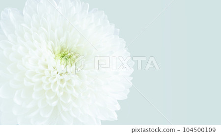 白菊花、供品、乒乓菊、佛教花卉、特寫、邊緣、春分、盂蘭盆節 白菊花、供品、乒乓菊、佛教花卉、特寫、邊緣、春分、盂蘭盆節 104500109