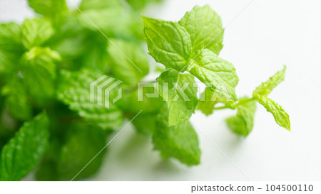 薄荷葉綠色草本留蘭香白色背景 薄荷葉綠色草本留蘭香白色背景 104500110