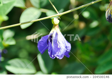 butterfly pea , blue pea flower or Clitoria ternatea L or PAPILIONACEAE butterfly pea , blue pea flower or Clitoria ternatea L or PAPILIONACEAE 104500146