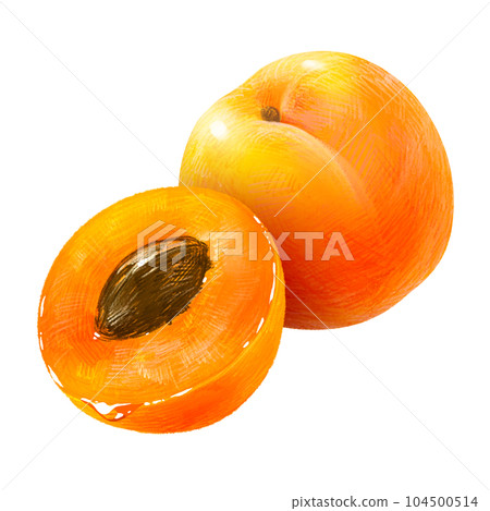 手繪水果插畫杏（杏、杏）半籽套裝 104500514