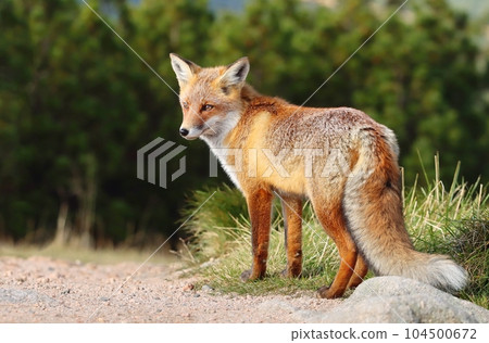 Beautiful wild red fox on mountains Beautiful wild red fox on mountains 104500672