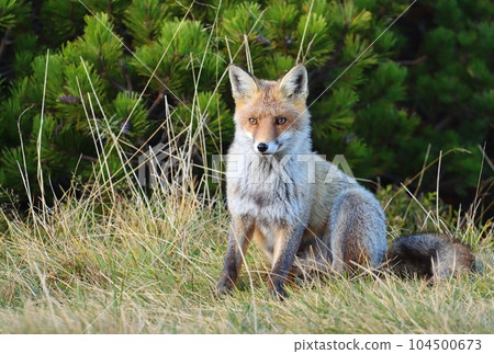 Beautiful wild red fox on mountains Beautiful wild red fox on mountains 104500673