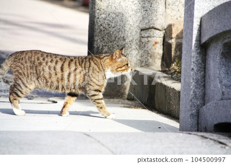 Landscape with cat 104500997