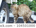 Yawning cat 104501000