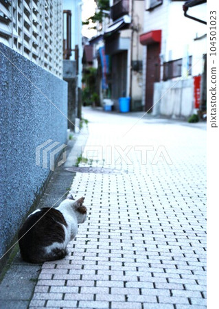 Landscape with cat 104501023