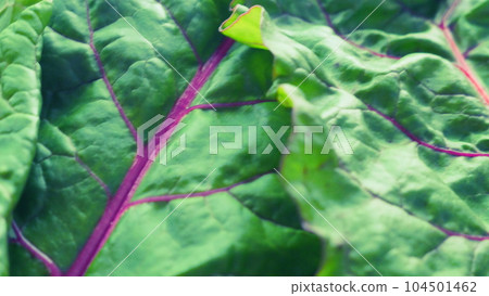 甜菜葉脈 104501462