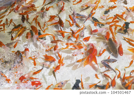 節日金魚撈節日節日水金魚紅眼 節日金魚撈節日節日水金魚紅眼 104501467