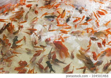 Festival goldfish scooping fair festival water goldfish red popeye 104501468