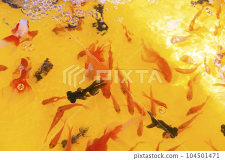Festival goldfish scooping fair festival water goldfish red popeye 104501471
