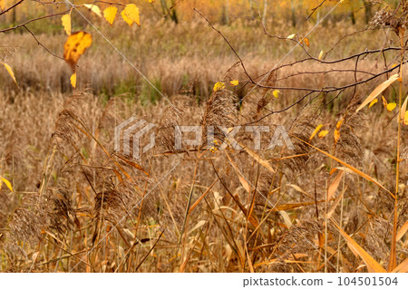 Autumn, the reeds on the shore of the lake turned yellow. 104501504