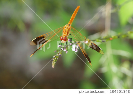 宮山茜草（未成熟，雄性） 104501548