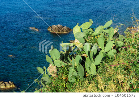 Tropical green cactus in Calabria. Cacti plant 104501572