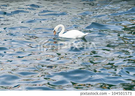 Graceful white swan latin name Cygnus Olor swimming in italian lake. Peace calm blue water background 104501573