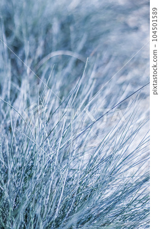 Soft focus ornamental grass Blue Fescue Festuca glauca with water drop. Blurred autumn background Soft focus ornamental grass Blue Fescue Festuca glauca with water drop. Blurred autumn background 104501589