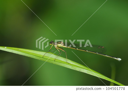 Monosha Tombo 104501778