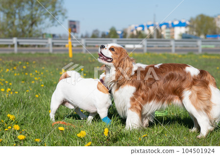 Two purebred dogs Cavalier King Charles Spaniel and Jack Russell walk in nature. Outdoor games Two purebred dogs Cavalier King Charles Spaniel and Jack Russell walk in nature. Outdoor games 104501924